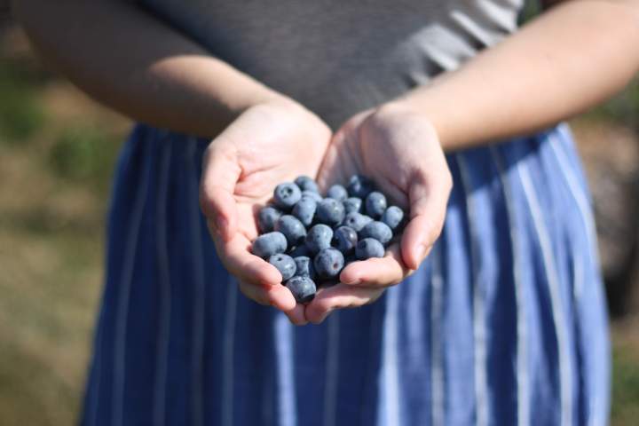 Pick your own blueberries